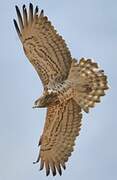 Short-toed Snake Eagle