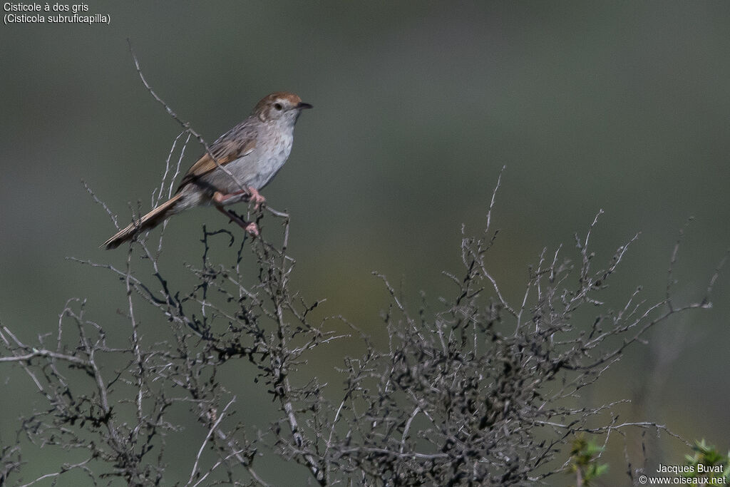 Grey-backed Cisticolaadult