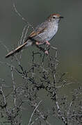 Grey-backed Cisticola