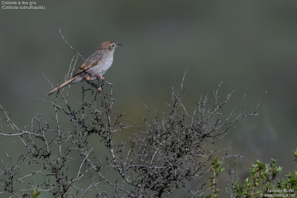 Grey-backed Cisticolaadult