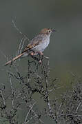 Grey-backed Cisticola