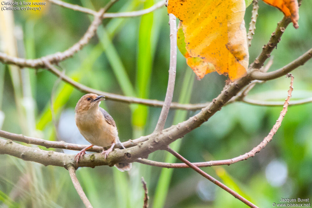 Red-faced Cisticolaadult