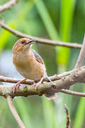 Red-faced Cisticola