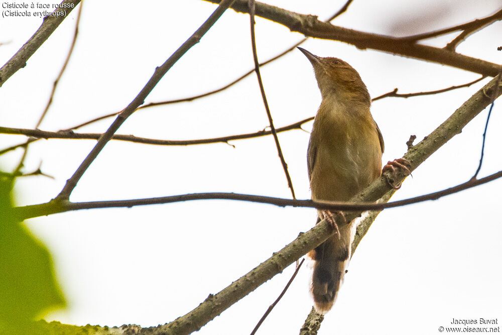 Red-faced Cisticolaadult