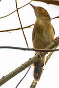 Red-faced Cisticola