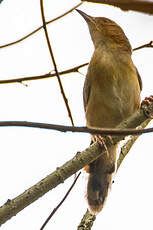 Cisticole à face rousse