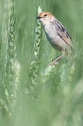 Levaillant's Cisticola