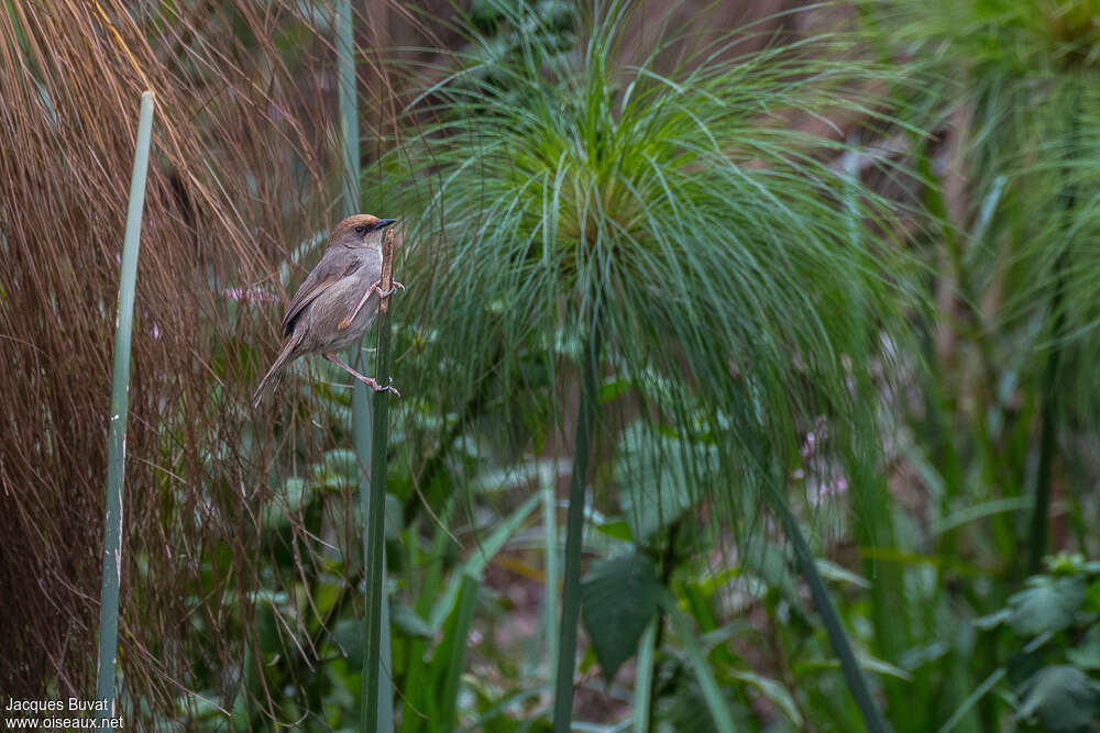 Chubb's Cisticolaadult, habitat