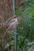 Chubb's Cisticola