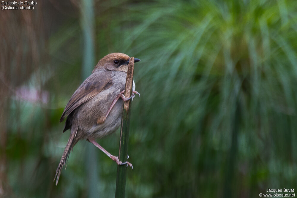 Chubb's Cisticolaadult