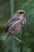 Chubb's Cisticola