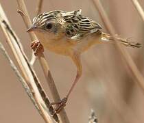 Zitting Cisticola