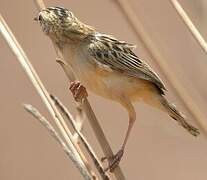 Zitting Cisticola