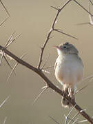 Desert Cisticola