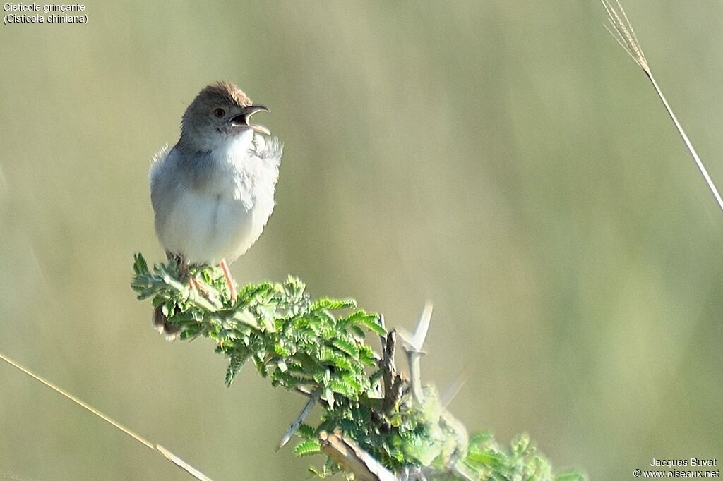 Rattling Cisticolaadult