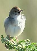 Rattling Cisticola