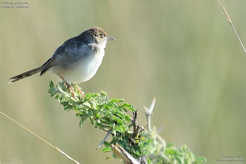 Rattling Cisticolaadult