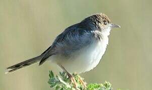 Rattling Cisticola