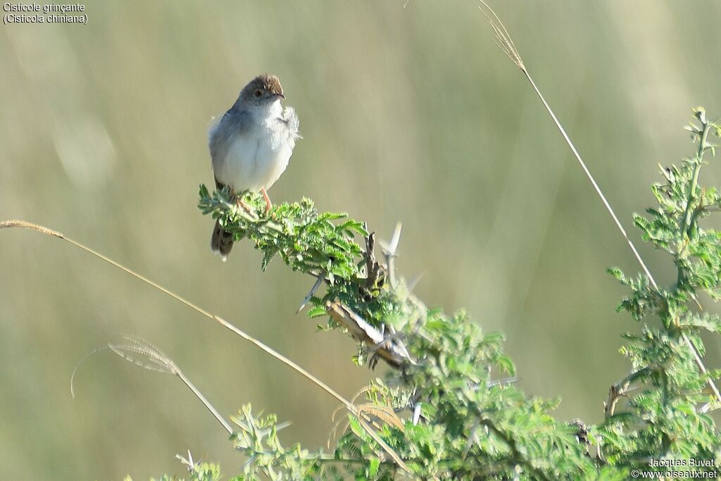 Rattling Cisticolaadult