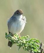 Rattling Cisticola