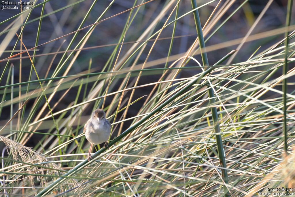 Chirping Cisticolaadult