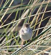 Chirping Cisticola