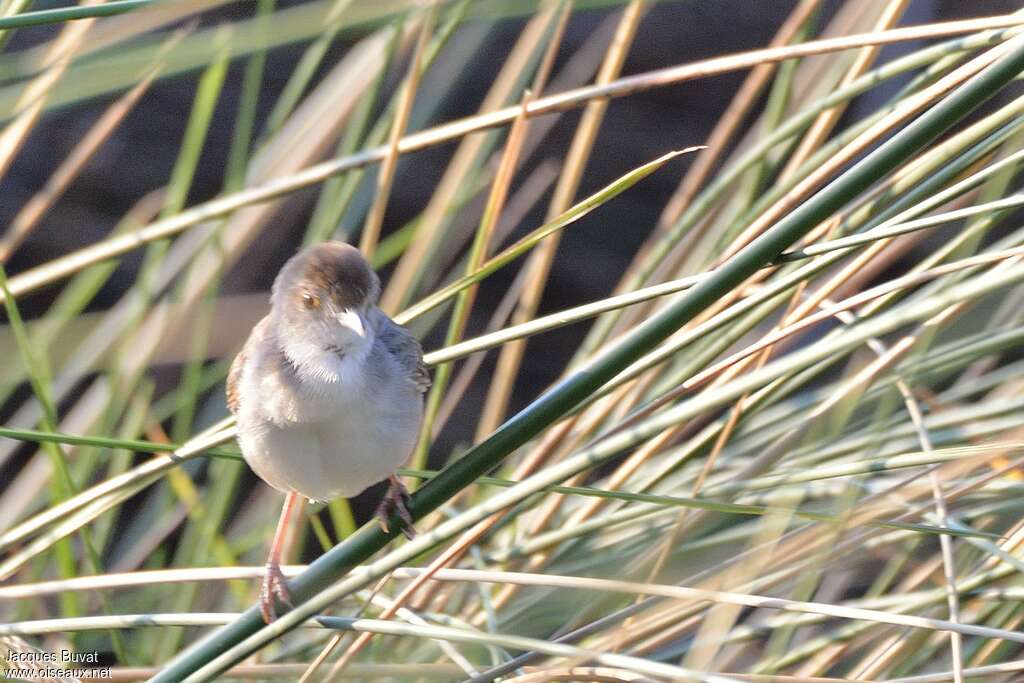 Chirping Cisticolaadult