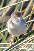 Chirping Cisticola