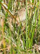 Rufous-winged Cisticola