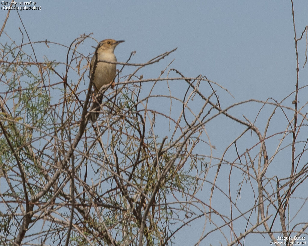 Rufous-winged Cisticola male adult, identification, aspect, pigmentation