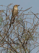 Rufous-winged Cisticola