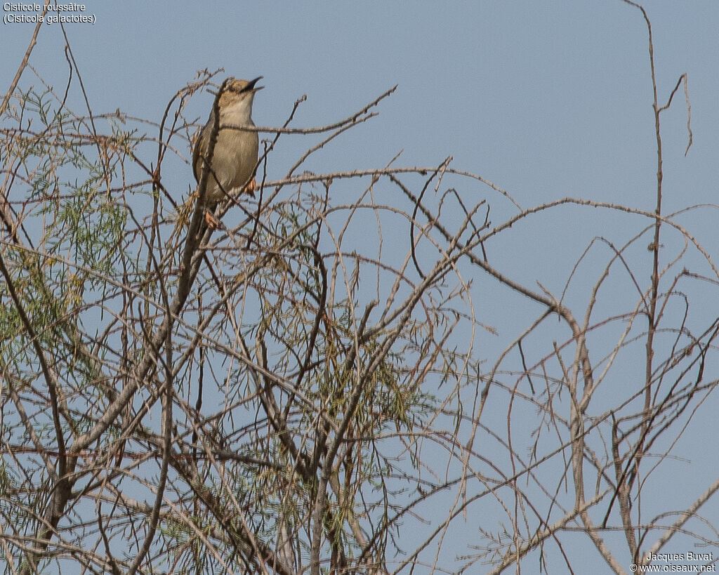 Rufous-winged Cisticola male adult, song