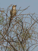 Rufous-winged Cisticola