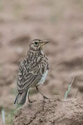 Large-billed Lark