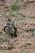 Large-billed Lark