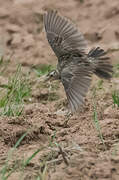 Large-billed Lark