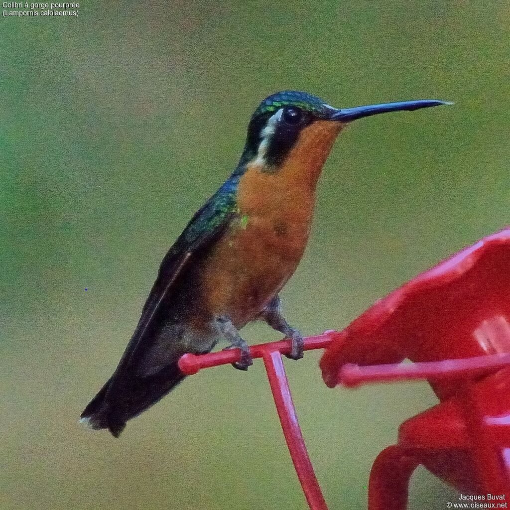 Purple-throated Mountaingem female adult, identification, aspect, pigmentation