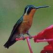 Colibri à gorge pourprée