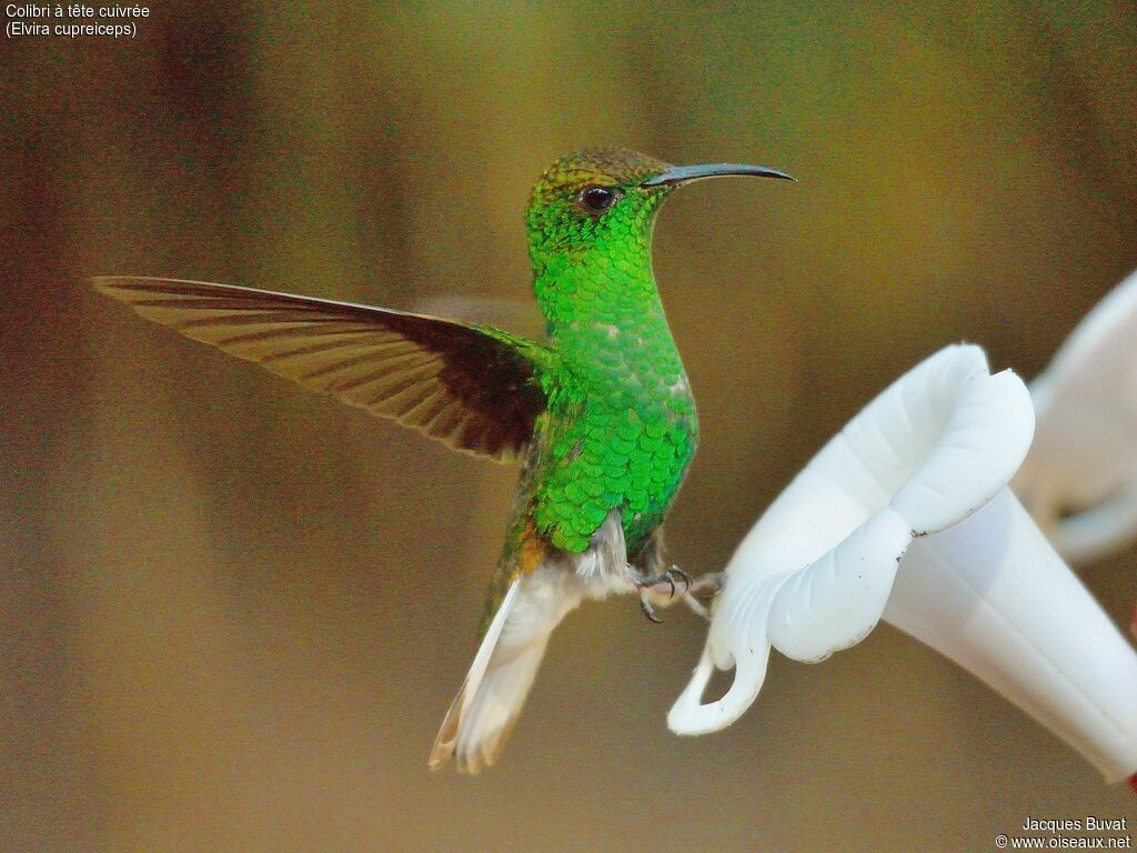 Coppery-headed Emerald male adult, aspect, pigmentation, Flight