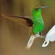 Coppery-headed Emerald