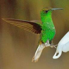 Colibri à tête cuivrée