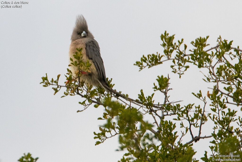 White-backed Mousebirdadult