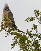 White-backed Mousebird