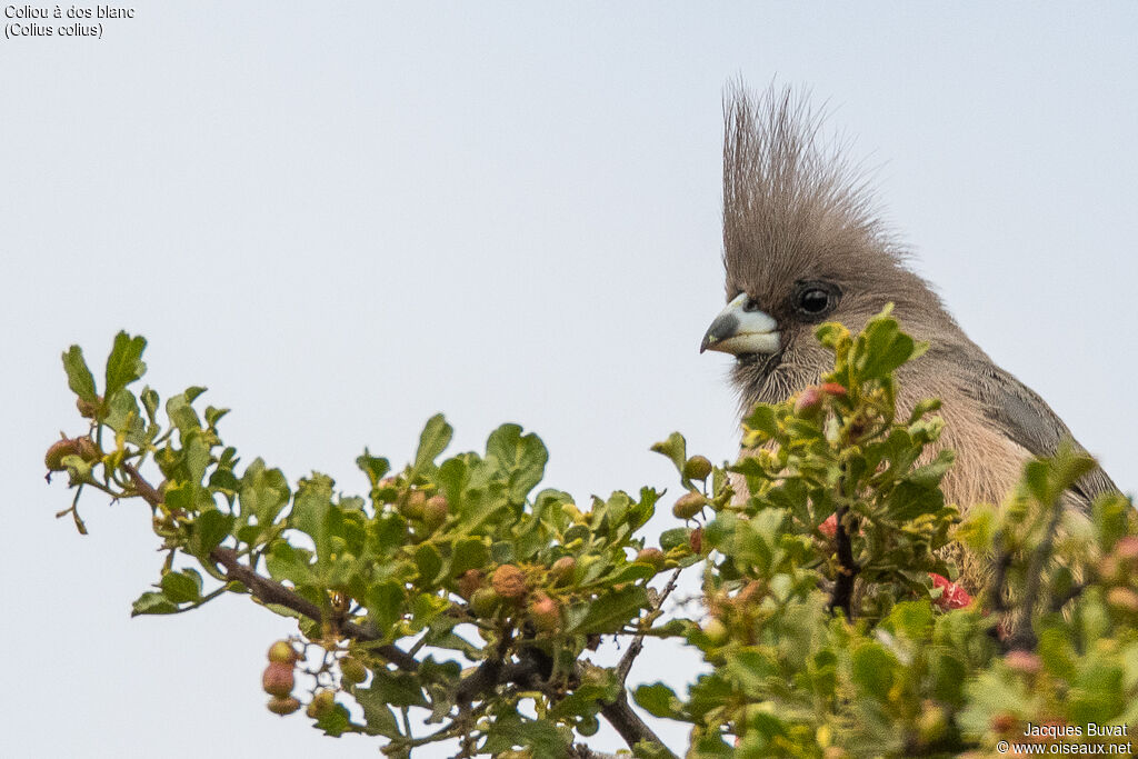 White-backed Mousebirdadult