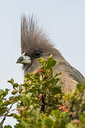 White-backed Mousebird