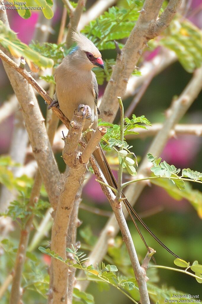 Blue-naped Mousebirdadult