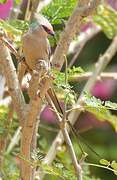 Blue-naped Mousebird