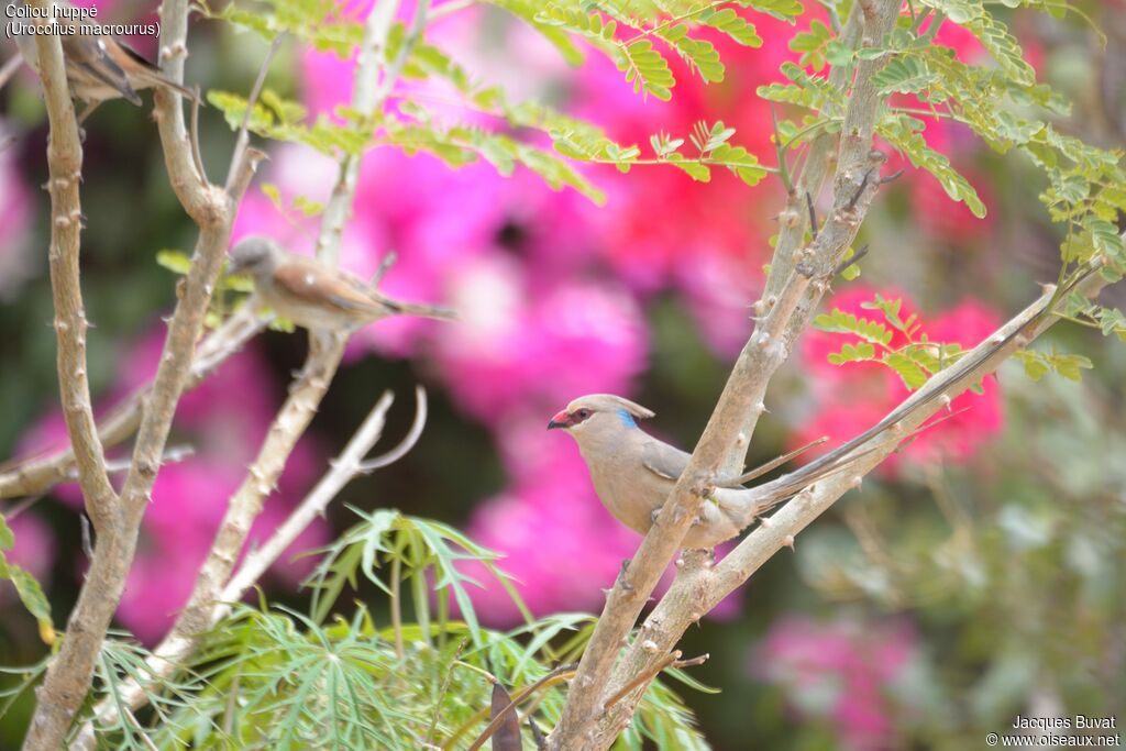 Blue-naped Mousebirdadult