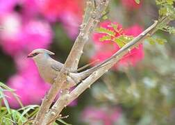 Blue-naped Mousebird