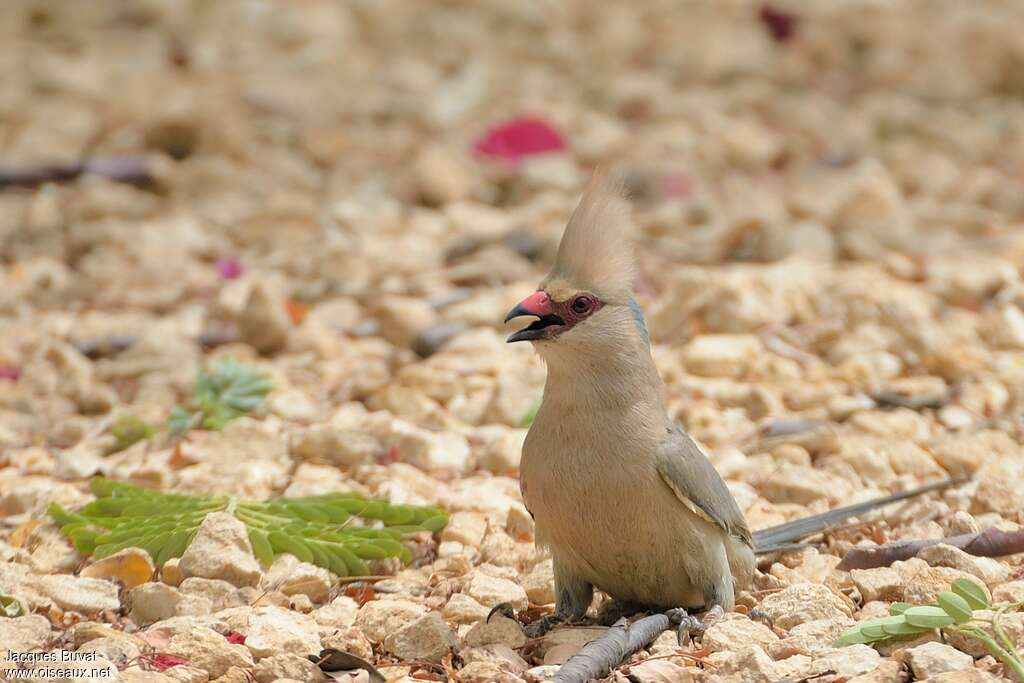 Blue-naped Mousebirdadult, aspect, Behaviour